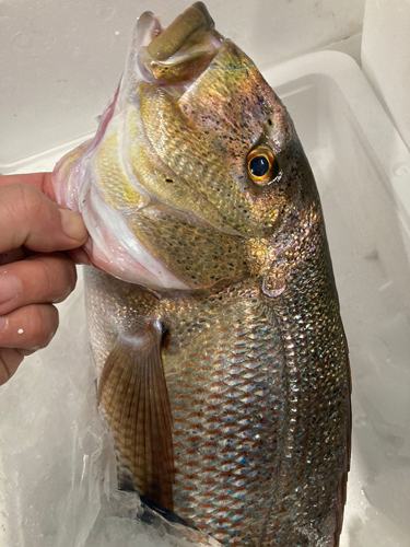 Frischer Fisch an unserem Marktstand – Bild 10
