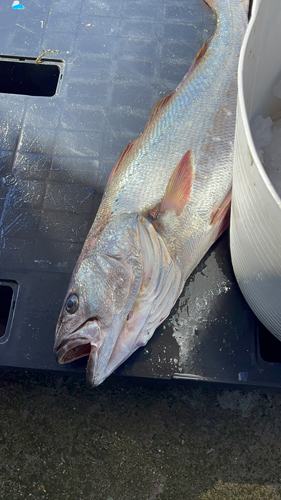 Frischer Fisch an unserem Marktstand – Bild 21