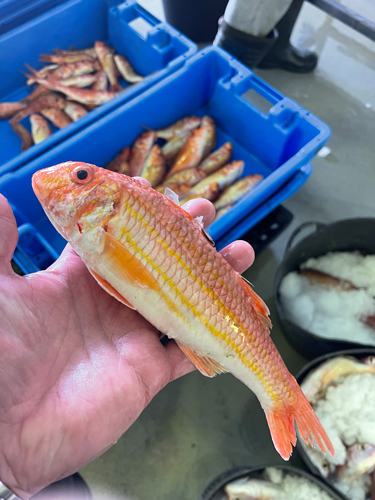 Frischer Fisch an unserem Marktstand – Bild 23