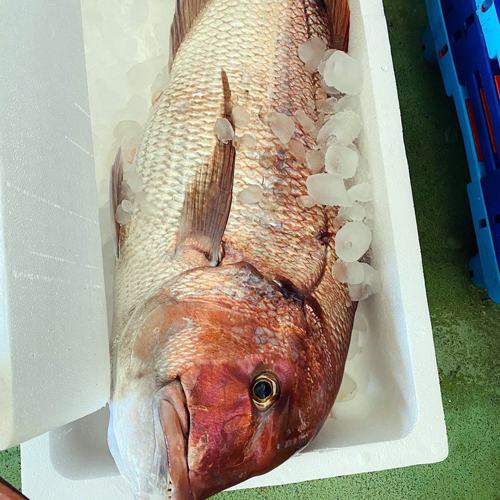 Frischer Fisch an unserem Marktstand – Bild 3
