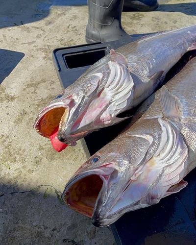 Frischer Fisch an unserem Marktstand – Bild 4