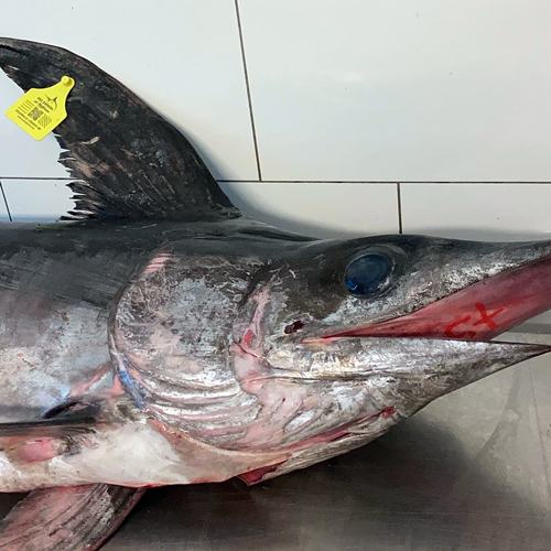 Frischer Fisch an unserem Marktstand – Bild 5
