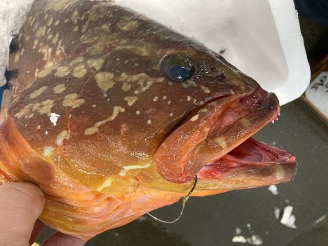 Frischer Fisch an unserem Marktstand – Bild 6