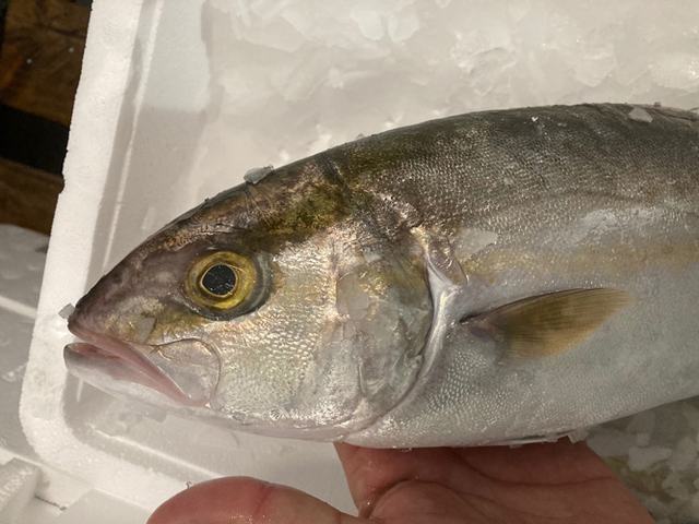 Frischer Fisch an unserem Marktstand – Bild 8
