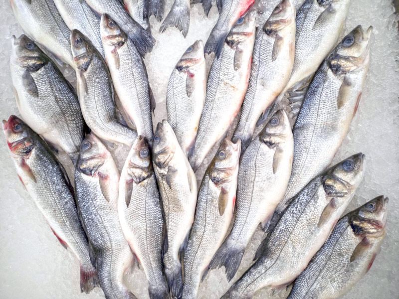 Tiefkühlfisch – ganze Fische auf Eis